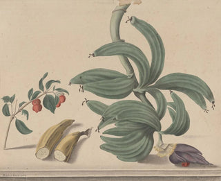 Ren de Rabi - Natural history of Saint Domingue Pl137.webp