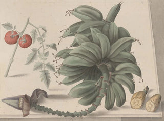 Ren de Rabi - Natural history of Saint Domingue Pl138.webp
