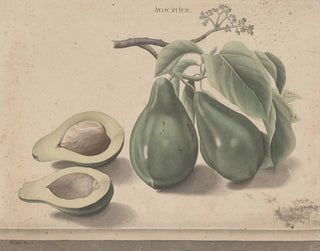 Ren de Rabi - Natural history of Saint Domingue Pl139.webp