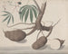 Historii naturalnej Saint-Domingue Pl147 - René de Rabi — widok dzieła