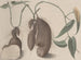 Historia naturalna Saint-Domingue Pl. 148 - René de Rabi — widok dzieła