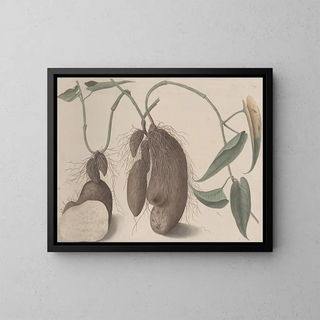 Ren de Rabi - Natural history of Saint Domingue Pl148.webp
