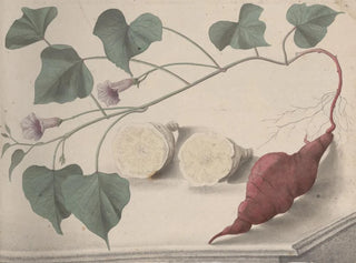 Ren de Rabi - Natural history of Saint Domingue Pl149.webp