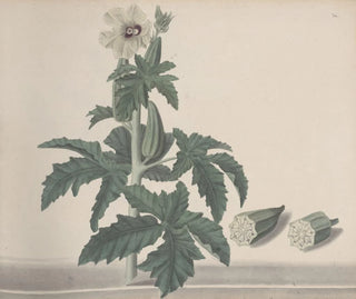 Ren de Rabi - Natural history of Saint Domingue Pl151.webp
