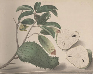 Ren de Rabi - Natural history of Saint Domingue Pl154.webp