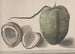 Historia naturalna Saint-Domingue Pl157 - René de Rabi — widok dzieła