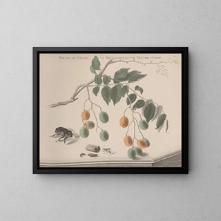 Ren de Rabi - Natural history of Saint Domingue Pl158.webp