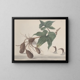 Ren de Rabi - Natural history of Saint Domingue Pl160.webp