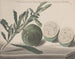 Historia naturalna Saint-Domingue Pl161 - René de Rabi — widok dzieła
