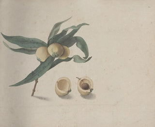 Ren de Rabi - Natural history of Saint Domingue Pl167.webp