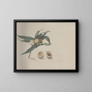 Ren de Rabi - Natural history of Saint Domingue Pl167.webp
