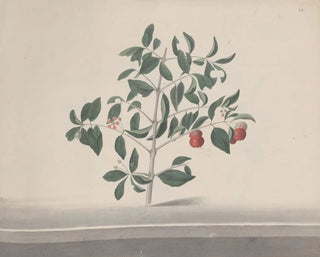 Ren de Rabi - Natural history of Saint Domingue Pl169.webp