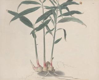 Ren de Rabi - Natural history of Saint Domingue Pl176.webp