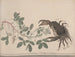 Historia naturalna Saint-Domingue Pl. 177 - René de Rabi — widok dzieła