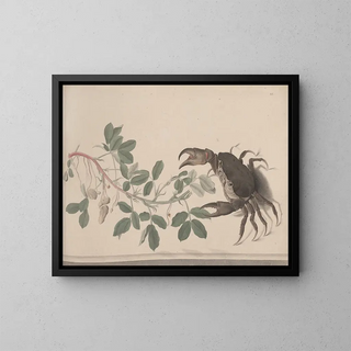 Ren de Rabi - Natural history of Saint Domingue Pl177.webp