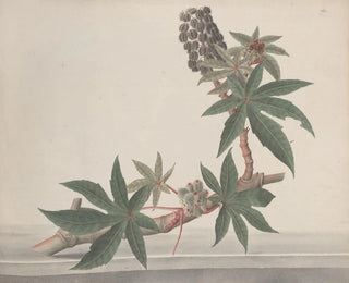 Ren de Rabi - Natural history of Saint Domingue Pl178.webp