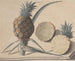 Historia naturalna Saint-Domingue Pl. 183 - René de Rabi — widok dzieła