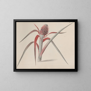Ren de Rabi - Natural history of Saint Domingue Pl184.webp