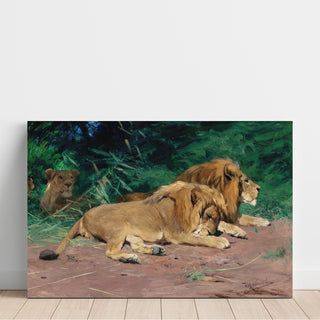 Reproduction Lions au repos - Wilhelm Kuhnert