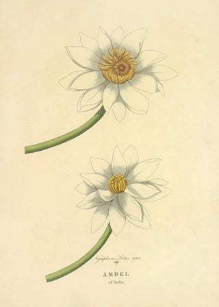 Richard Duppa - Ambel of India.webp