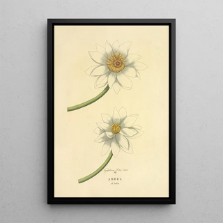 Richard Duppa - Ambel of India.webp