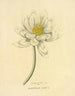 Lotus egipski - Richard Duppa — widok dzieła