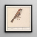 Ringmus Passer montanus - Anselmus Botius de Boodt — oprawiony obraz na ścianie