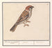 Ringmus Passer montanus - Anselmus Botius de Boodt — widok dzieła
