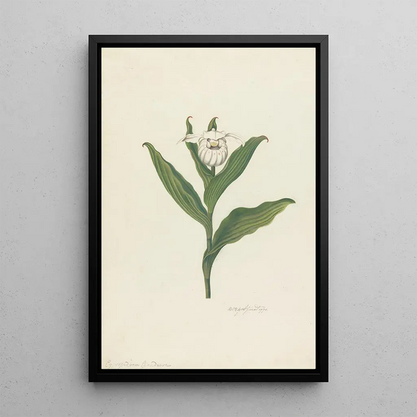 Sabot de Vénus Cypripedium Canadense Calceolus Maria - Robert Blyth — oprawiony obraz na ścianie