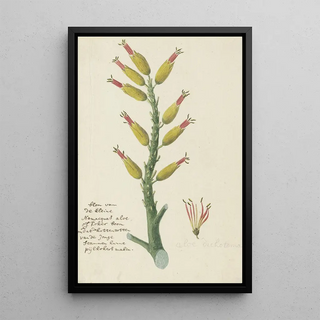 Robert Jacob Gordon - Aloe dichotoma Masson Quiver tree or Kokerboom.webp
