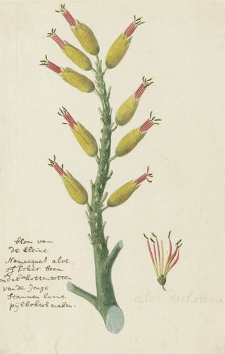 Robert Jacob Gordon - Aloe dichotoma Masson Quiver tree or Kokerboom.webp
