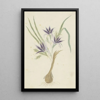 Robert Jacob Gordon - Babiana sambucina Jacq Ker Gawl Bobbejaantje.webp