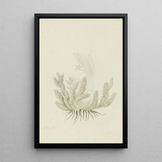 Robert Jacob Gordon - Duvalia caespitosa Masson Haw Milkweed.webp