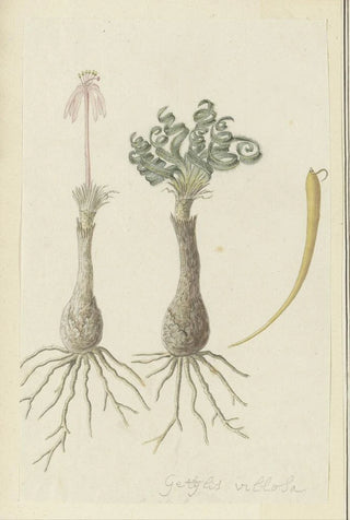 Robert Jacob Gordon - Gethyllis lanuginose Marloth Gethyllis villosa Kukumakranka.webp