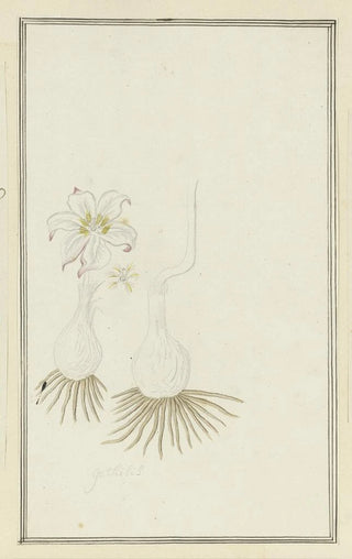 Robert Jacob Gordon - Gethyllis sp Kukumakranka.webp