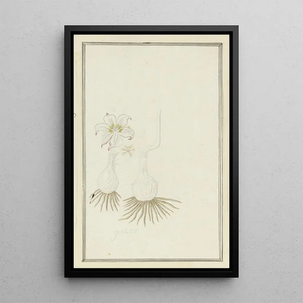 Gethyllis sp, Kukumakranka - Robert Jacob Gordon — oprawiony obraz na ścianie