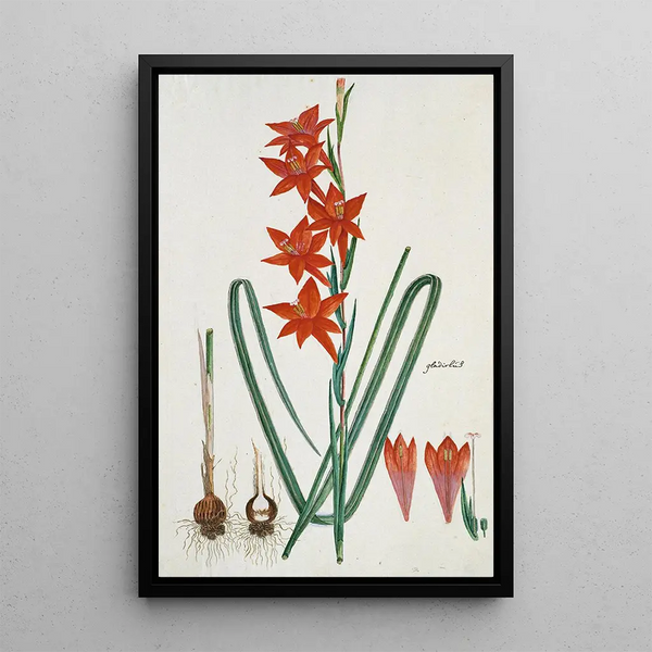 Gladiolus watsonius Thunb, Watsonia hysterantha - Robert Jacob Gordon — oprawiony obraz na ścianie