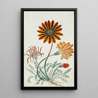 Robert Jacob Gordon - Gorteria diffusa.webp