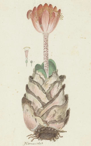 Robert Jacob Gordon - Haemanthus coccineus L Blood flower Bloedblom.webp