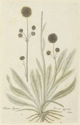 Robert Jacob Gordon - Hermas igniaria of Hermas gigantea Tontelblaar.webp