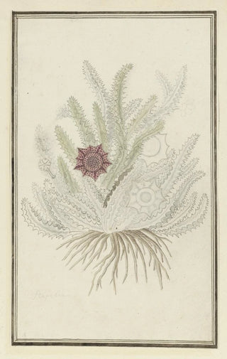 Robert Jacob Gordon - Huernia guttata Masson Haw Stapelia guttata.webp