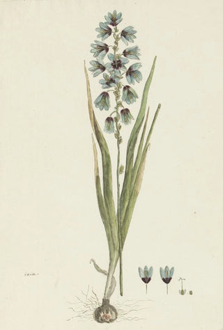 Robert Jacob Gordon - Ixia viridiflora Lam.webp