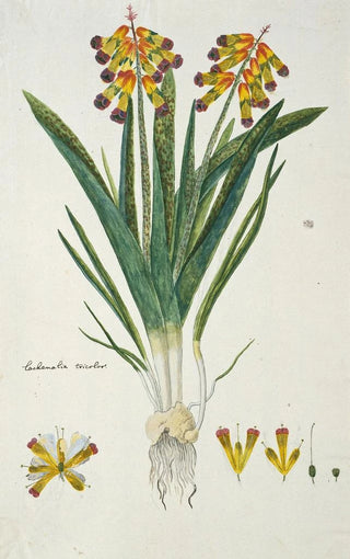 Robert Jacob Gordon - Lachenalia aloides Lf Engl var quadricolor Opal flower.webp