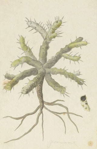 Robert Jacob Gordon - Monsonia patersonii or Monsonia sp.webp