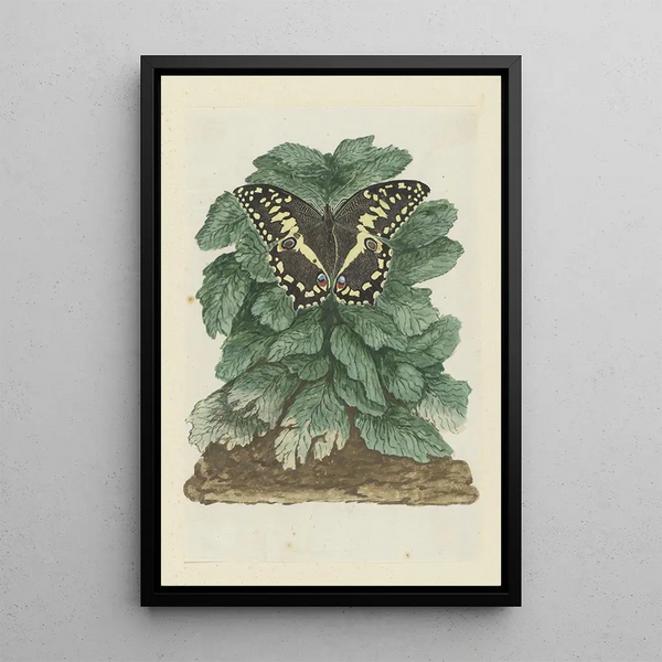 Papilio demodocus motyl bożonarodzeniowy na nieznanej roślinie - Robert Jacob Gordon — oprawiony obraz na ścianie