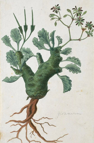 Robert Jacob Gordon - Pelargonium klinghardtense Knuth.webp