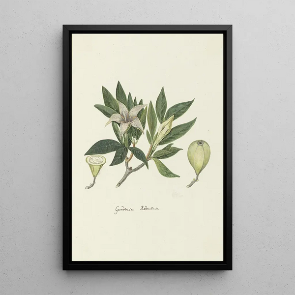 Rothmannia capensis Thunb dawniej gardenia capensis Druce Dzika gardenia lub Rothmannia pospolita - Robert Jacob Gordon — oprawiony obraz na ścianie