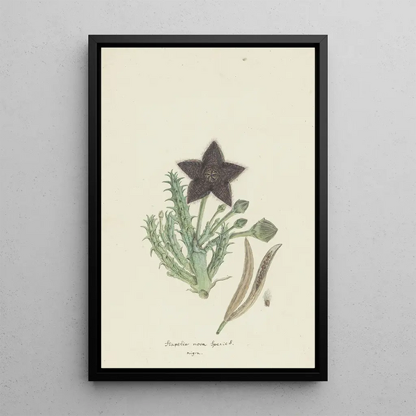 Tridentea gemmiflora Masson Haw Stapelia gemmiflora - Robert Jacob Gordon — oprawiony obraz na ścianie