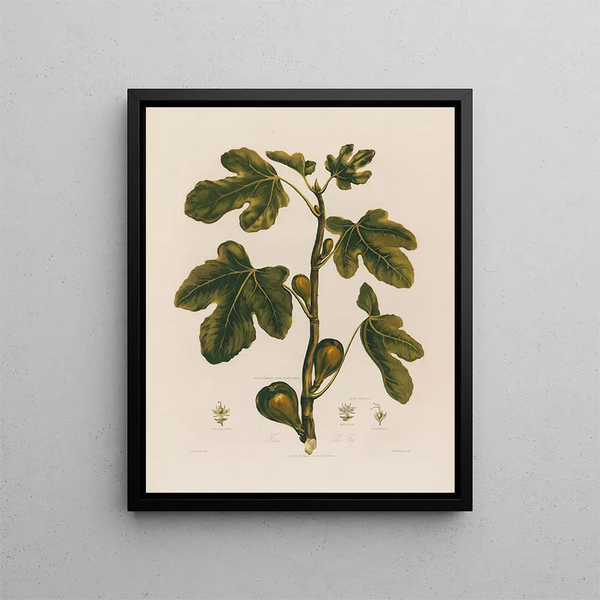 Robert John Thornton - 1 Ficus The Fig.webp