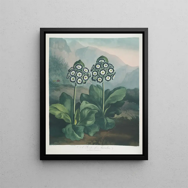 Robert John Thornton - A Group Of Auriculas.webp